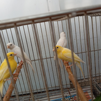 C a n a r i n i japan hoso