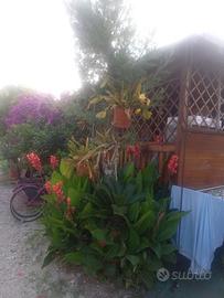 Casa mobile Sun Roller mt 8x3