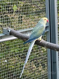 Parrocchetto dal collare