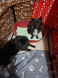 Cane volpini di pomerania