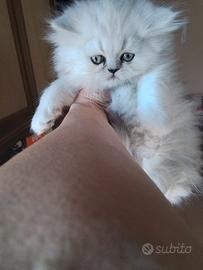 Gattini persiani