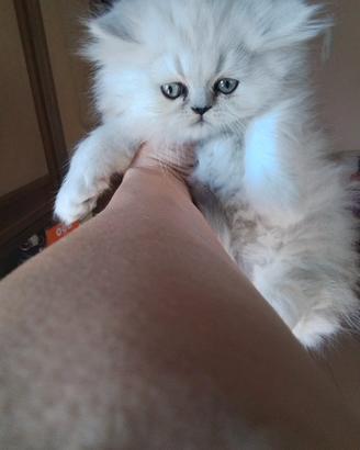 Gattini persiani