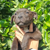 Staffordshire Bull Terrier