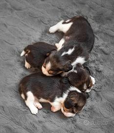 Cucciolata di Beagle tricolore