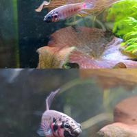 Betta rubra "Wild" - coppia sub-adulti