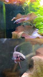 Betta rubra "Wild" - coppia sub-adulti