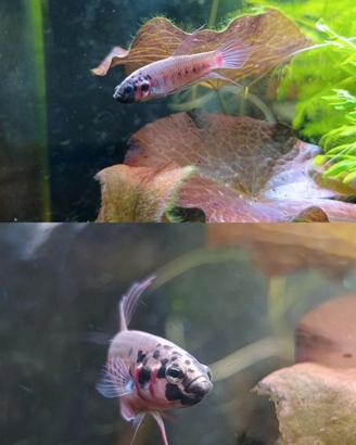 Betta rubra "Wild" - coppia sub-adulti