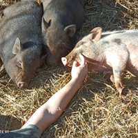 Maialino minipig simil Juliana da compagnia