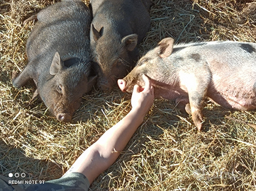 Maialino minipig simil Juliana da compagnia