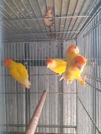 Pappagalli inseparabili