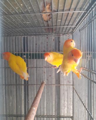 Pappagalli inseparabili