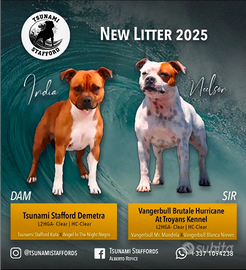 Staffordshire bull terrier