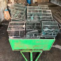 Gabbiette per uccellini da richiamo