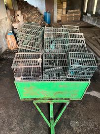 Gabbiette per uccellini da richiamo