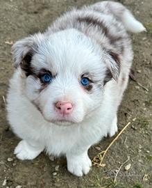 Border collie occhi azzurri