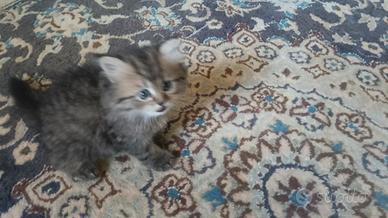 Persiane Golden e chinchilla White