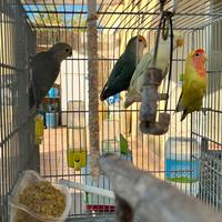 Pappagalli inseparabili