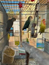 Pappagalli inseparabili