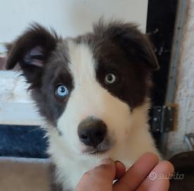 Cucciolo Border Collie