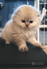Scottish Fold e Straight 