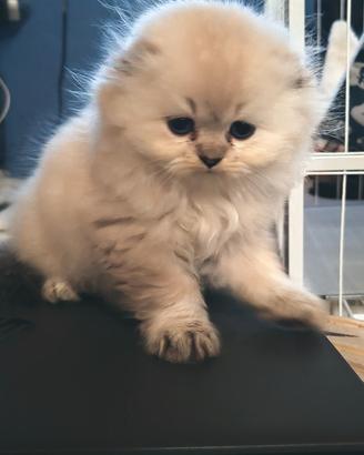 Scottish Fold e Straight 