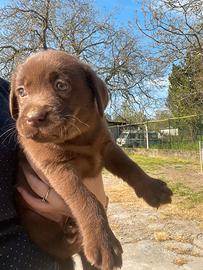 Labrador Chocolate pronti alla consegna
