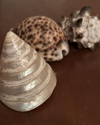 Conchiglie