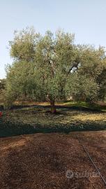 Uliveto+tendone uva Regina