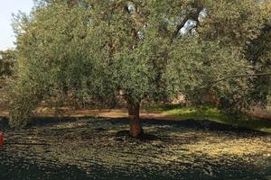 Uliveto+tendone uva Regina