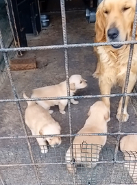 Golden retriever con pedigree