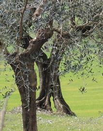 Terreno 11.281 mq uliveto e rudere vivino al mare