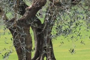 Terreno 11.281 mq uliveto e rudere vivino al mare