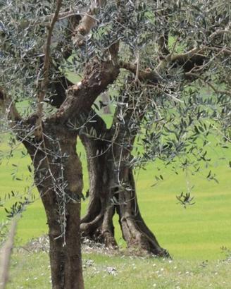 Terreno 11.281 mq uliveto e rudere vivino al mare