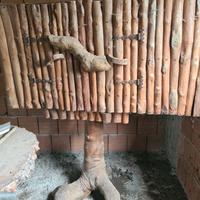 mobili in radica di ulivo