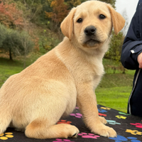 Stupendi cuccioli di Labrador Retriever