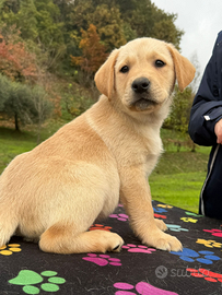 Stupendi cuccioli di Labrador Retriever