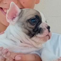 Bulldog Francese