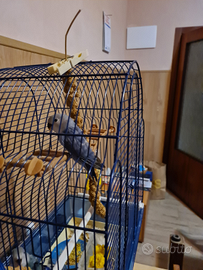 Inseparabili roseicollis