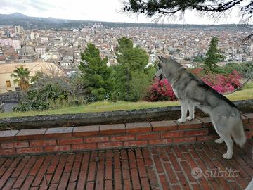 Adozione Husky