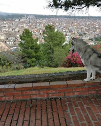 Adozione Husky