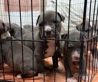 Pitbull cuccioli