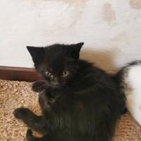 Gattino nero di circa 4 mesi