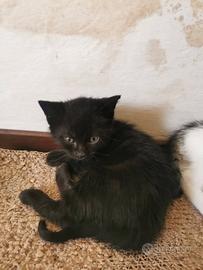 Gattino nero di circa 4 mesi