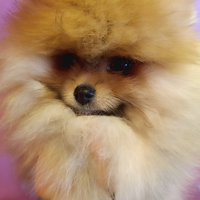 Spitz di Pomerania con pedigree