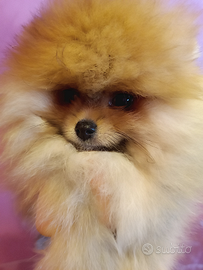 Spitz di Pomerania con pedigree