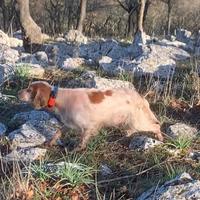 Setter inglese radenti's