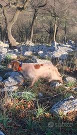 Setter inglese radenti's