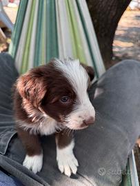 Cuccioli di Border collie
