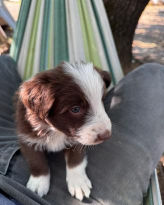 Cuccioli di Border collie