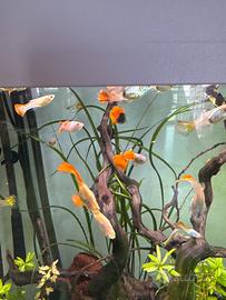 Pesci tropicali Guppy